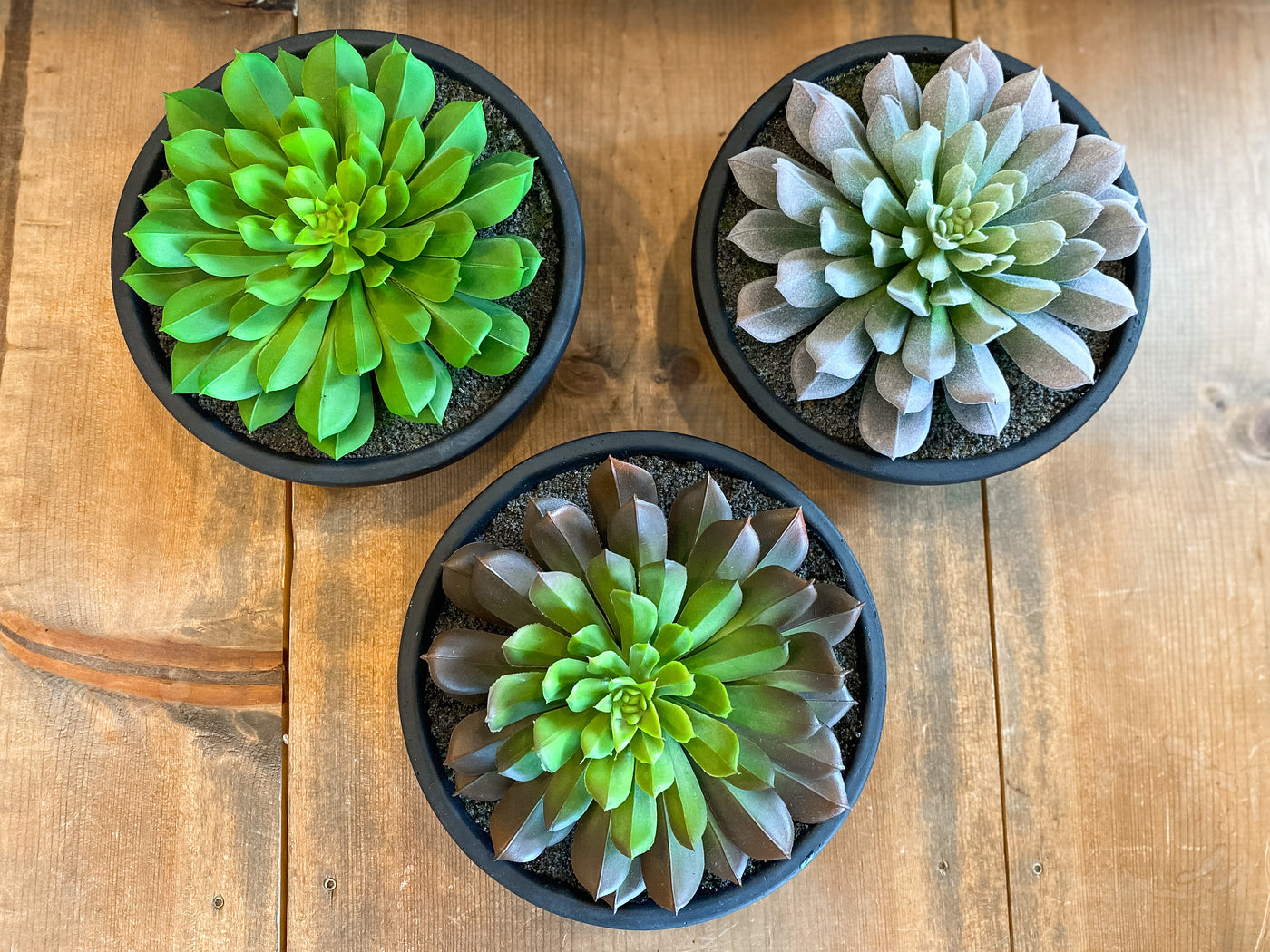 Assorted Succulent In Matte Bowls