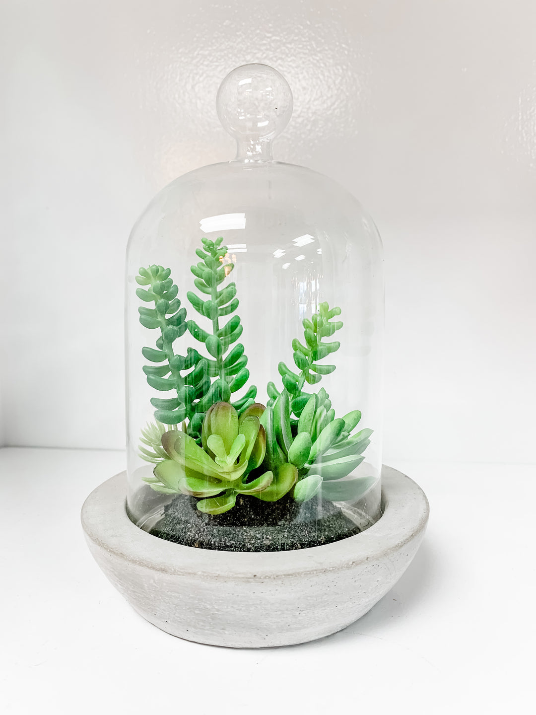 succulent dome Assorted Succulents In Glass Domes